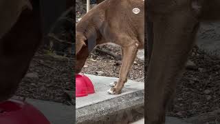 Envenenamiento de perros sigue siendo una práctica común