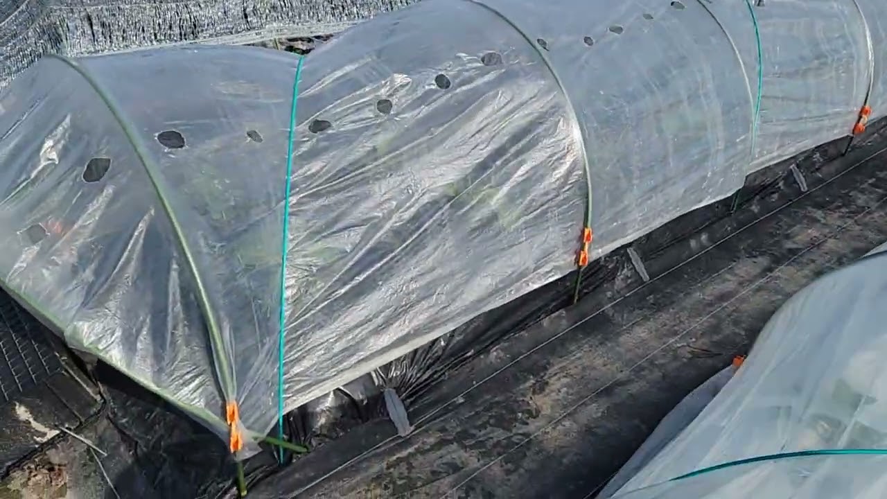 2026年3月5日菜園の様子をお伝えします(^.^)気温も少しずつ温かくなり春夏野菜の定植も元気に育っています(⌒‐⌒)