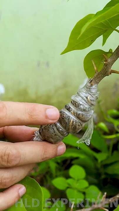 💐Bougainvillea Branch Suddenly Roots 😱Secret Growth Tips #shorts #bougainvillea