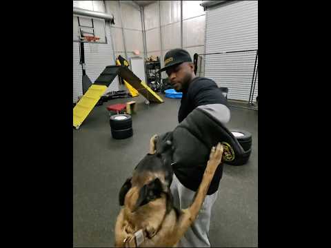 Took my Belgian Malinois to TyCalK9 for the 1st time. ￼#belgianmalinois #k9