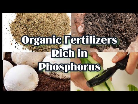 Video: Saan matatagpuan ang organic phosphorus?