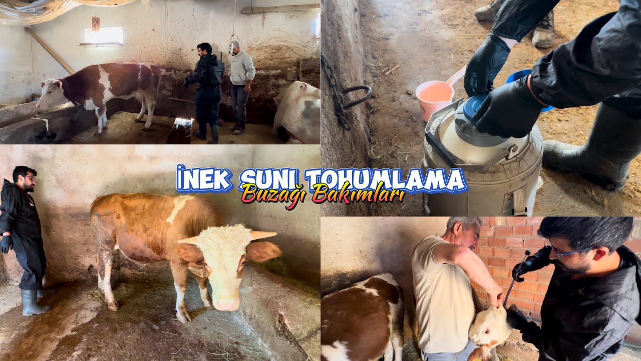 Buzağıların Geleceği Burada Başlıyor: Suni Tohumlama ve Bakım