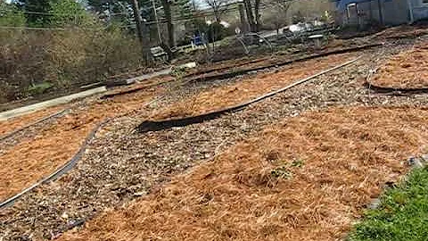 Pine Needle Mulch