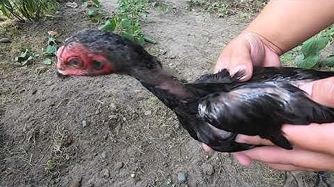 Qaib Spangle NC JR Cov Me Nyuam