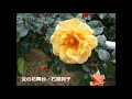 女の花舞台/石原詢子 cover Nachi