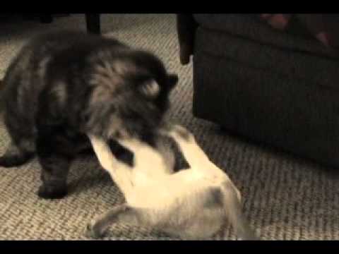 Siamese Maine Coon Cat Rumble.mp4