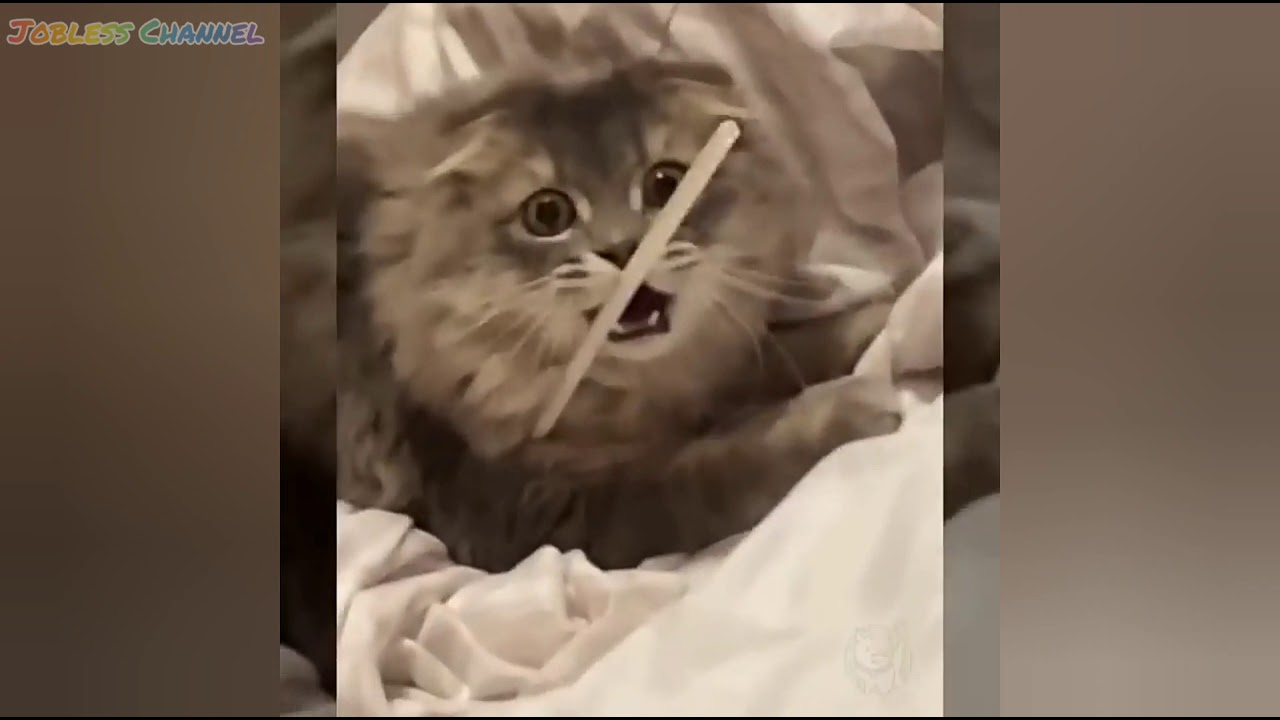 Kucing Lucu Tik Tok video kucing lucu hits tik tok YouTube
