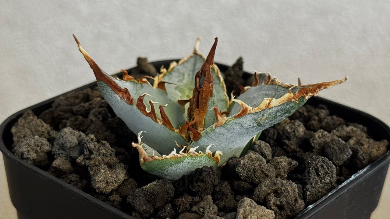 20260625 アガベ・チタノタ LQH_土（芽）010｜agave titanota saturn