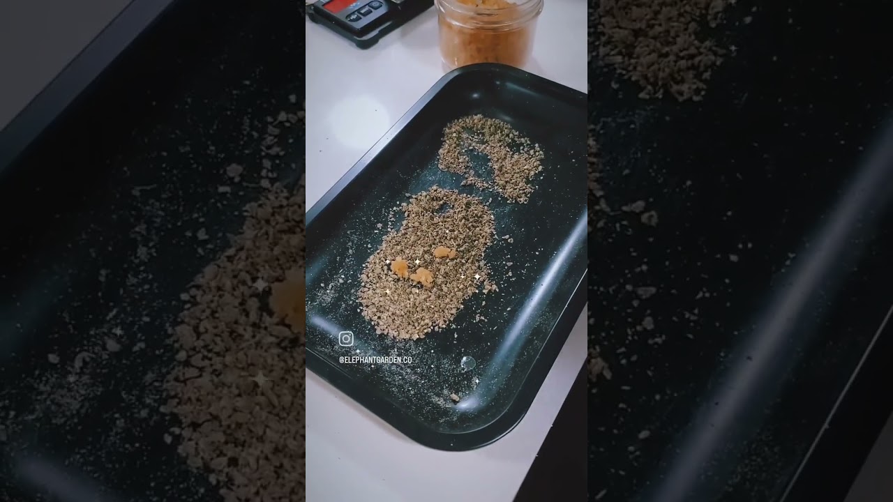 Caviar infused cannagar 💎 