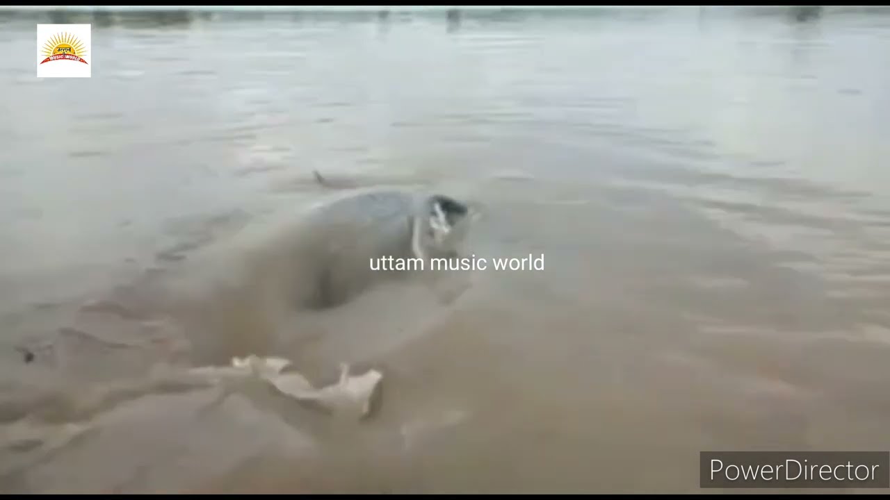 दोहरीघाट मऊ घाघरा नदी में दिखी 20 फीट लंबी मछली