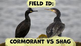 Identifying The Cormorant & Shag: A Complete Guide