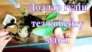 Доллар гүлін тез көбейту әдісі. Жапырақтан көбейту. Гүлдер әлемі.