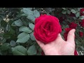 Розы В моем саду. Роза Симпатия