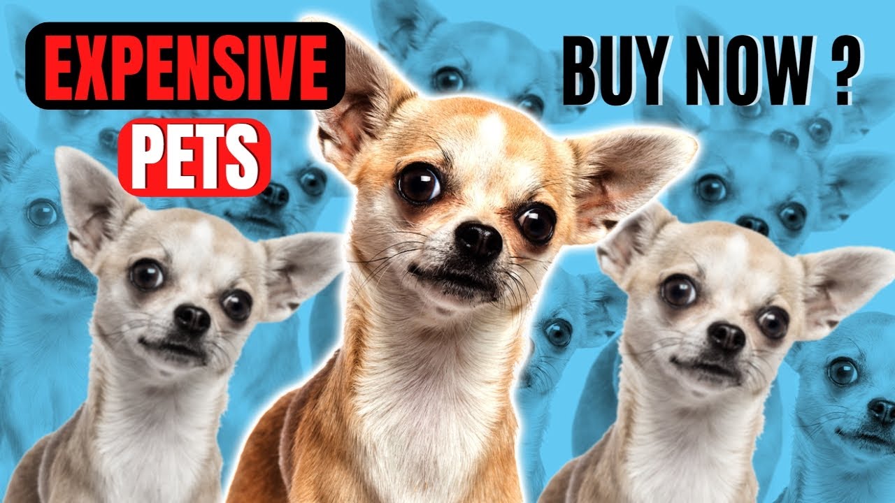 THE 6 MOST EXPENSIVE PETS YOU CAN BUY Luxury Love YouTube