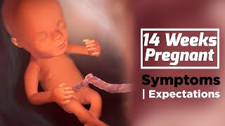 14 Weeks Pregnant Baby Movement | Ultrasound Dimensions | The Voice Of Woman