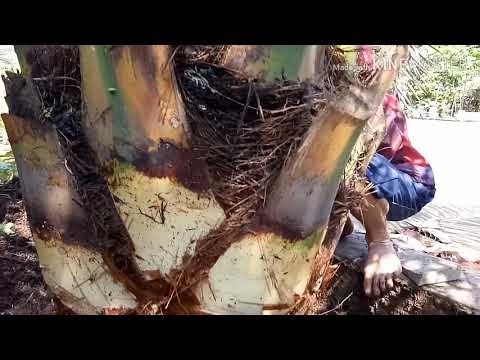Video: Tanam Kurma - Cara Merawat Pohon Kurma