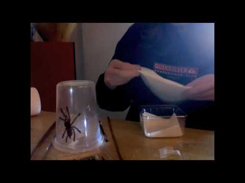 Video: Acanthoscuria geniculata-edderkop: livsstils- og vedligeholdelsesregler