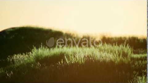 Green Field at Sunrise with Blue Sky | Motion Graphics - Envato elements