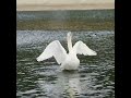 شاهد جمال البجع الأبيض 