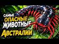 Самые опасные животные Австралии, которых вы можете даже не заметить