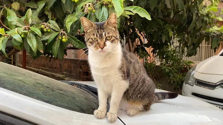 Watch the video about Cute Stray Cat with angry face. Incredibly beautiful Cat. 😍