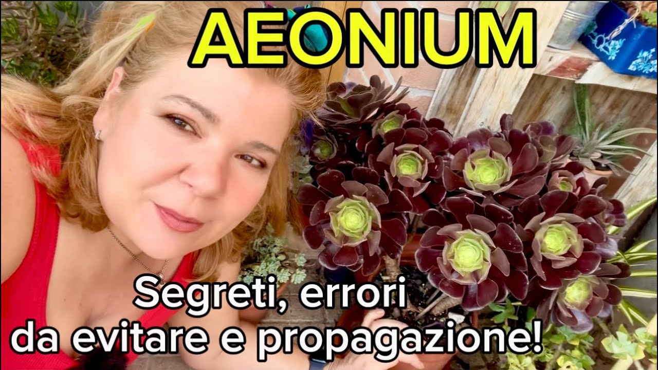 AEONIUM :cosa fare in primavera 🍀+ la mia collezione esclusiva !