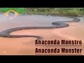 Anaconda é Avistada na Estrada Alagada no Brasil