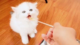 奶猫不会吃饭急坏主人亲自上阵喂饭猫咪吃的差点吞掉勺子 Cute kitten learns how to eat