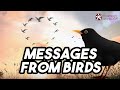 Reading Signs from Birds in the House - Spiritual Meaning of Crows, Owls, Hawks, Hummingbirds