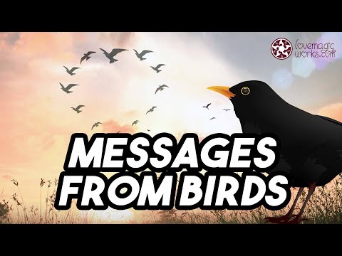 Video: Bad Omens: The Bird Knocks On The Window With Its Beak