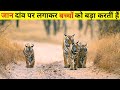 बच्चों के खातिर मौत के मुंह में चली जाती है मां || The True Story Of Tigress ||