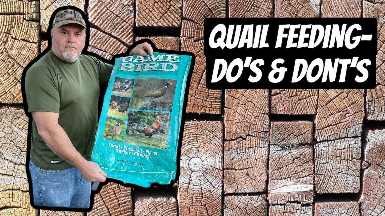 Quail Feeding-Do’S  Dont’S