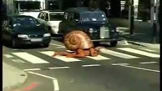 Trigger Happy TV Snail Clip