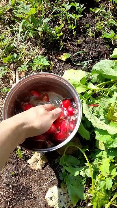 Собрали урожай редиски, Батва большая, редиска мелкая... - YouTube