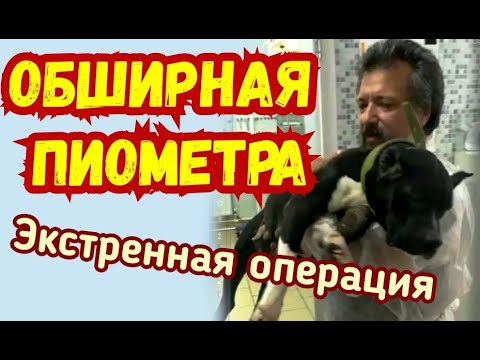 Где-то в приюте. Обширная пиометра. Экстренная операция.