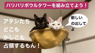 バリバリボウルタワーを組み立ててみた！【邪魔が可愛い猫達】