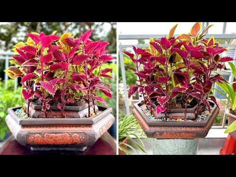 Видео: Орач ургамал ургуулах - Орачын ургамлын мэдээлэл ба цэцэрлэгт орч арчлах зөвлөмж