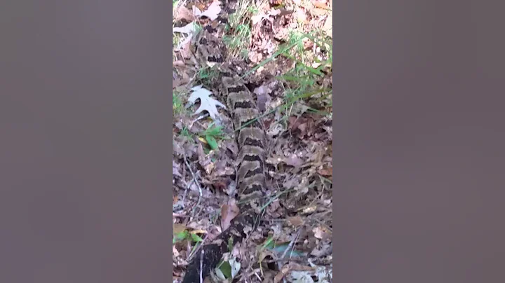 Canebrake rattlesnake under my deer stand