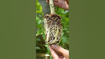 🌿Lemon Tree Propagation MADE EASY with Air Layering #lemontree #gardening