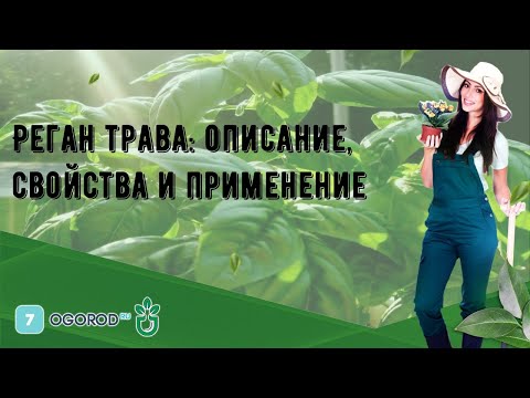 Видео: Риган - описание на лечебно растение, полезни свойства, използване на масло от риган и противопоказания за риган