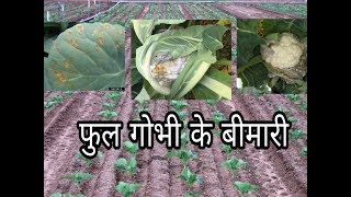 Disease of Cauliflower and its control/फूलगोभी का बीमारी और नियंत्रण