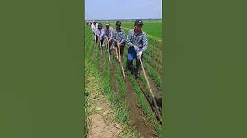 Simple process of weed control from paddy field