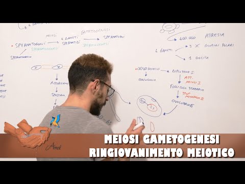 Video: Qual è il ruolo della gametogenesi?