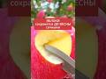Все яблоки сохранятся сочными в погребе до весны #дача #сад #огород #урожай