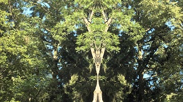 Jamuroo / Wolfgang Gsell - Magic Realities