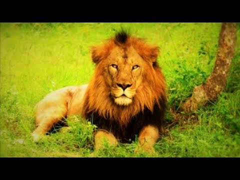      تعبير عن الأسد بالفرنسية