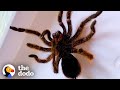 Mom Rehabs a Baby Spider for Months | The Dodo Faith = Restored