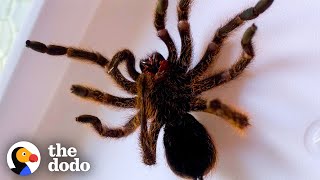 Mom Rehabs a Baby Spider for Months | The Dodo Faith = Restored