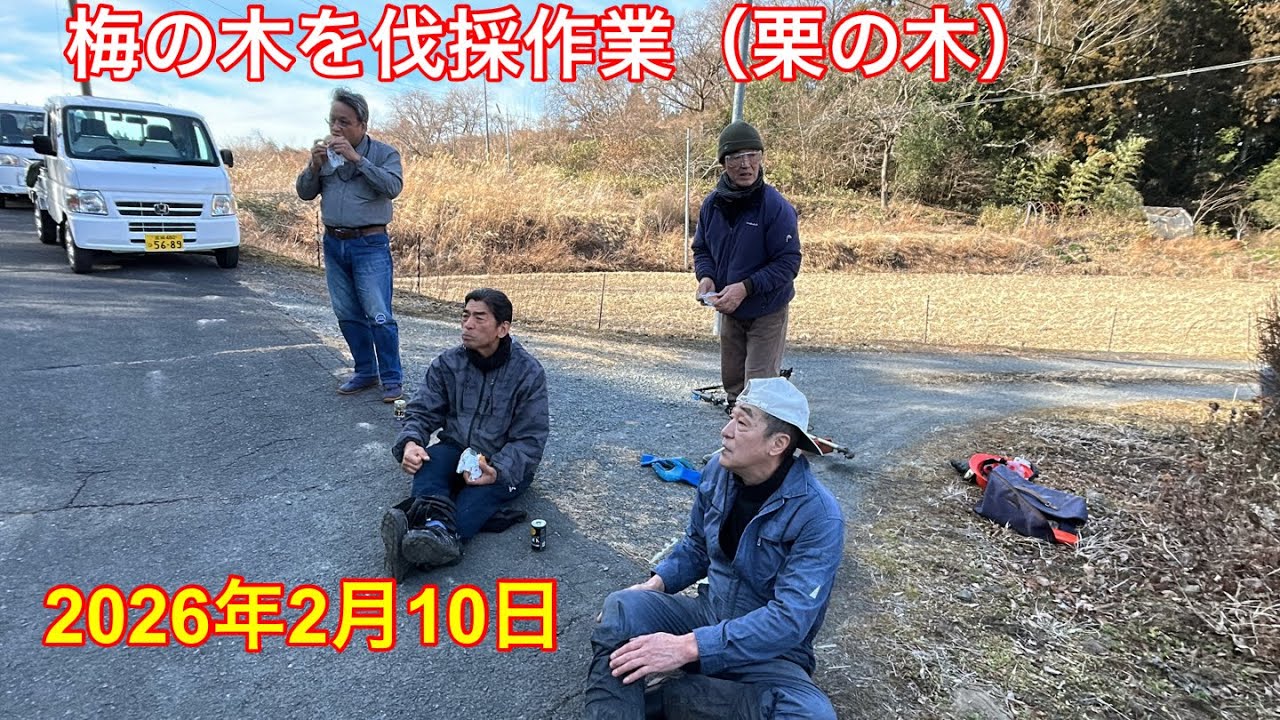 梅の木を伐採