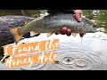 Epic Maine Native Land Locked Salmon + Brook Trout Remote Fly fishing